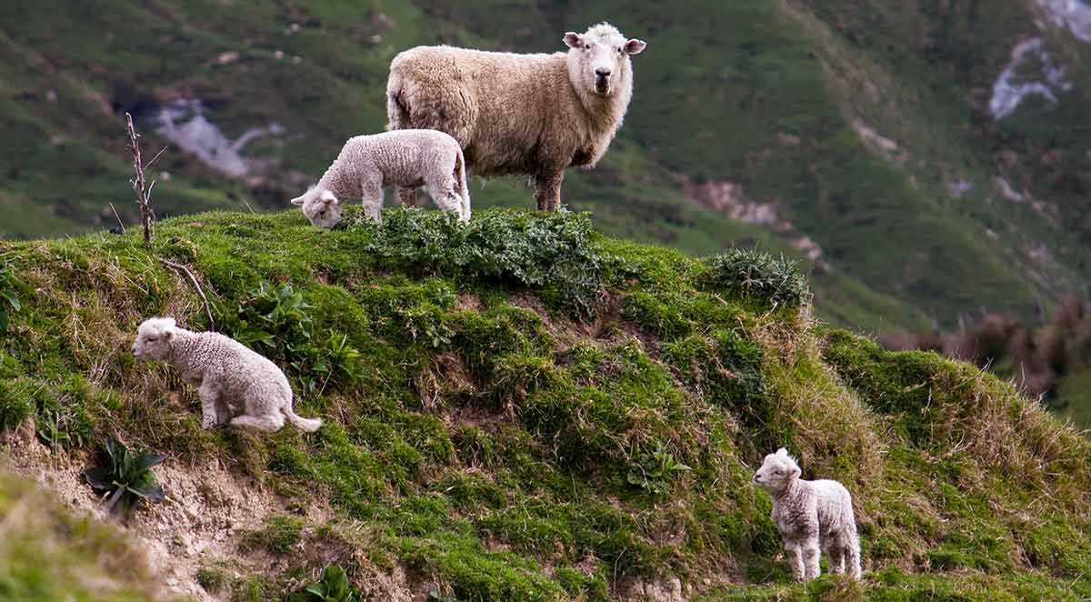 Mother ewe, three newborn Spring lambs on grassy hill
