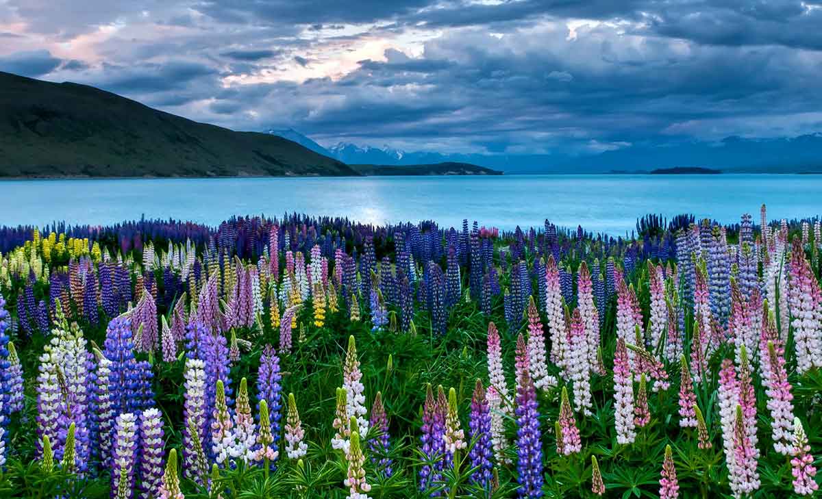 Purple flowers on lake edge