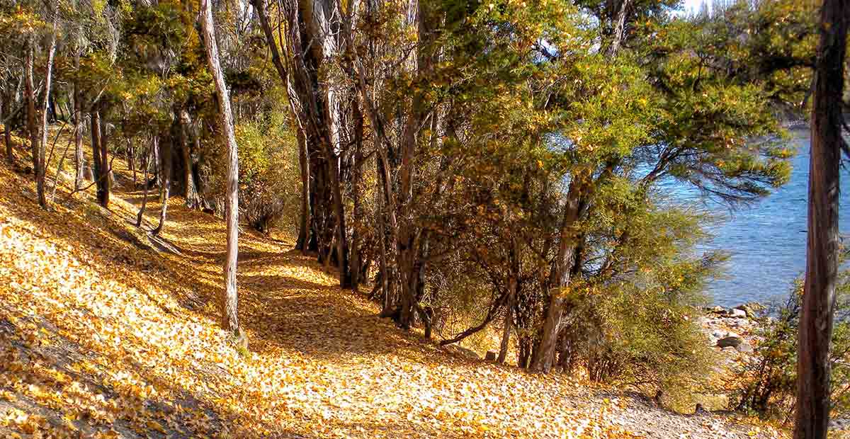 Walking trail by a river, covered with colourful leaves