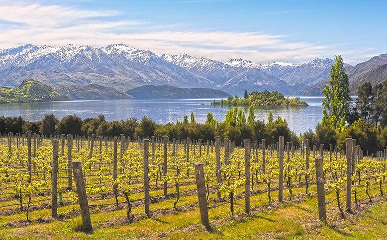 Central Otago vineyard