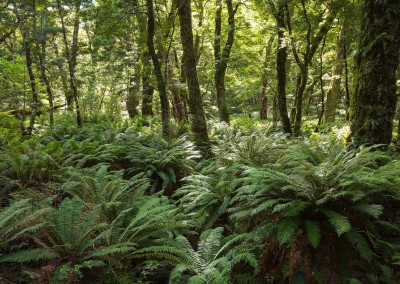Routeburn Track Forest Floor
