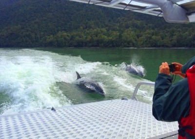 Dolphins in Lake McKerrow