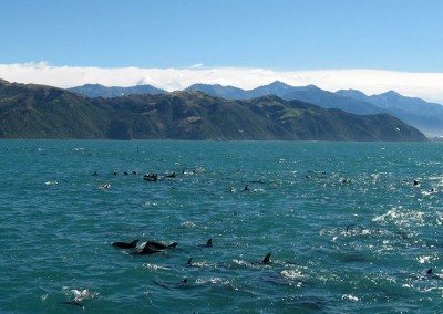 Dolphins near Kaikoura
