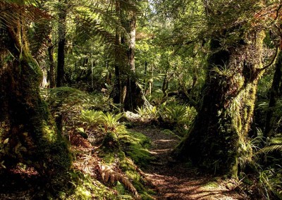 Walk through Whirinaki forest