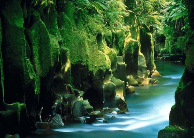 River gorge Whirinaki forest